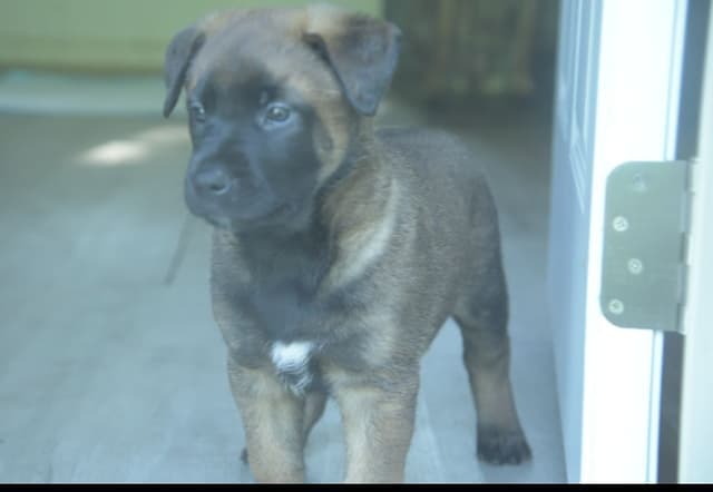 Elite Belgian Malinois Puppies media 14