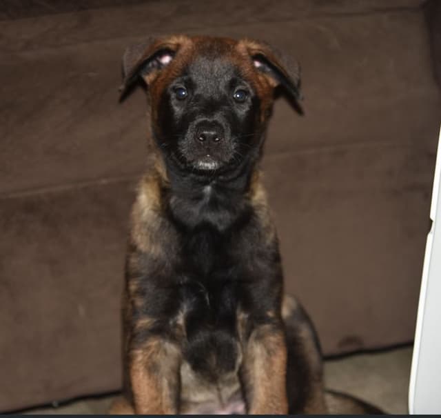 Elite Belgian Malinois Puppies media 11
