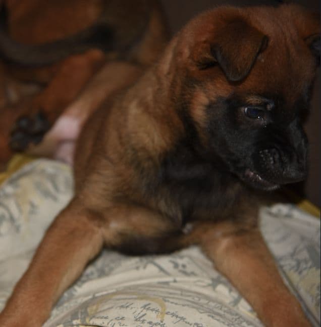 Elite Belgian Malinois Puppies media 7