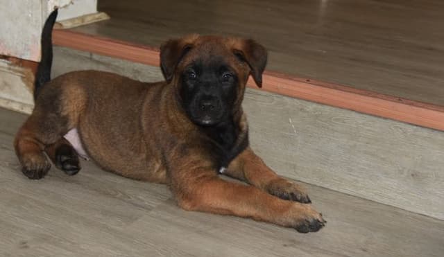 Elite Belgian Malinois Puppies media 16