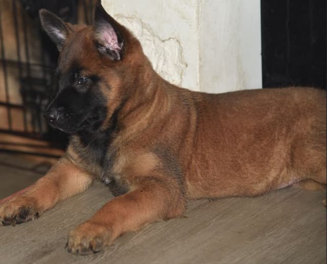 Elite Belgian Malinois Puppies media 4