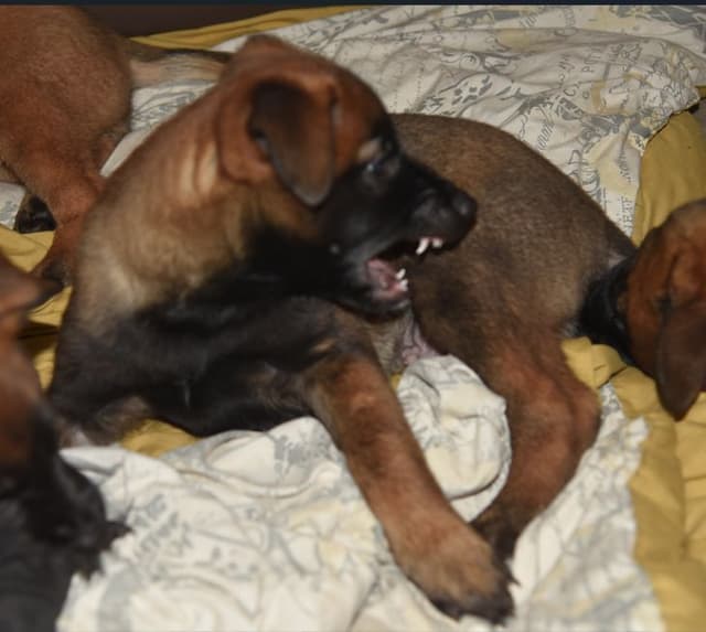Elite Belgian Malinois Puppies media 17