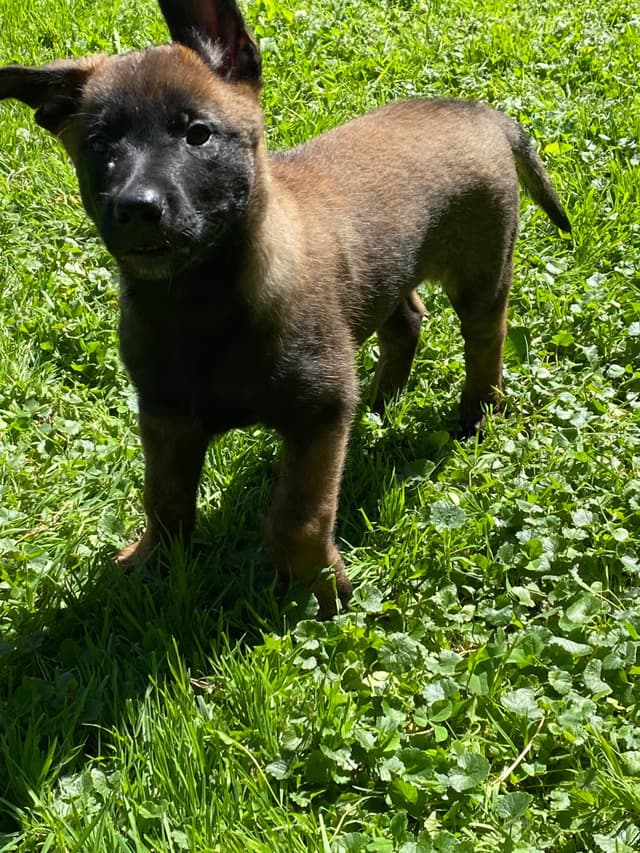Elite Belgian Malinois Puppies media 5