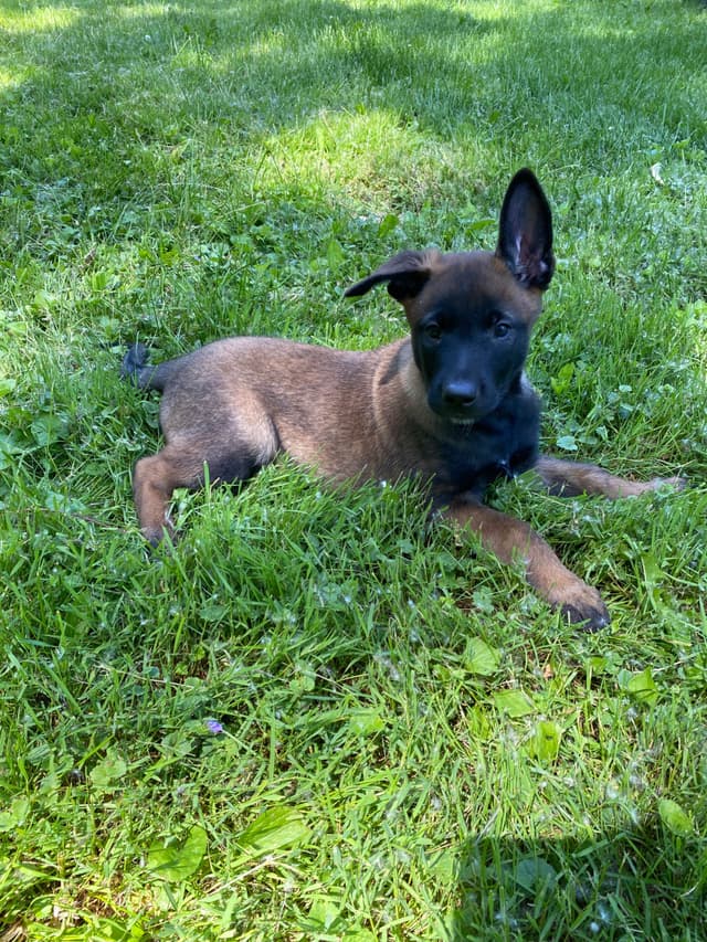 Elite Belgian Malinois Puppies media 20