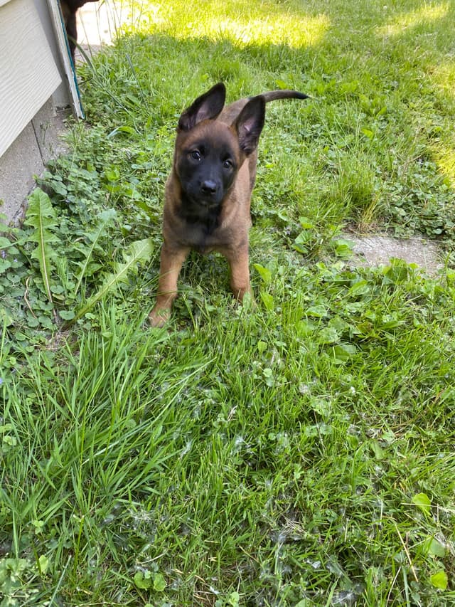 Elite Belgian Malinois Puppies media 18