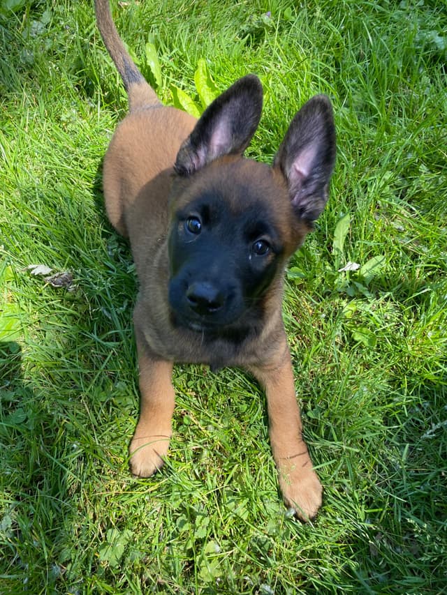 Elite Belgian Malinois Puppies media 19