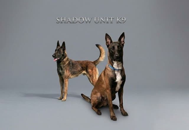 Elite Belgian Malinois Puppies media 3