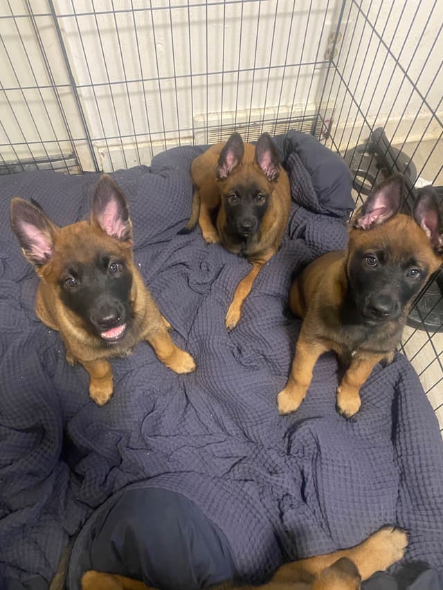 Elite Belgian Malinois Puppies media 2