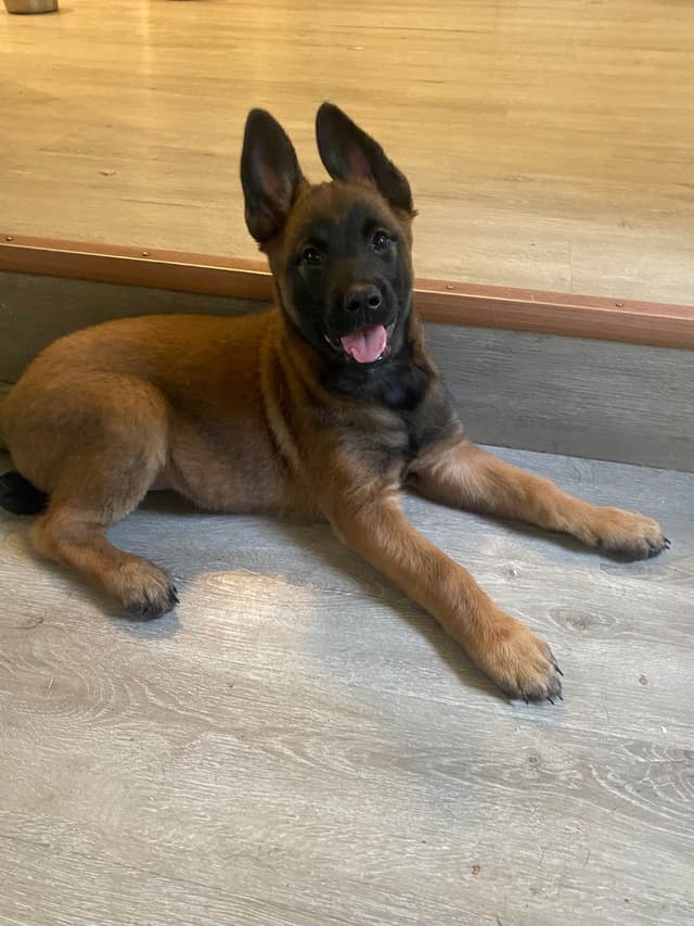 Elite Belgian Malinois Puppies media 21