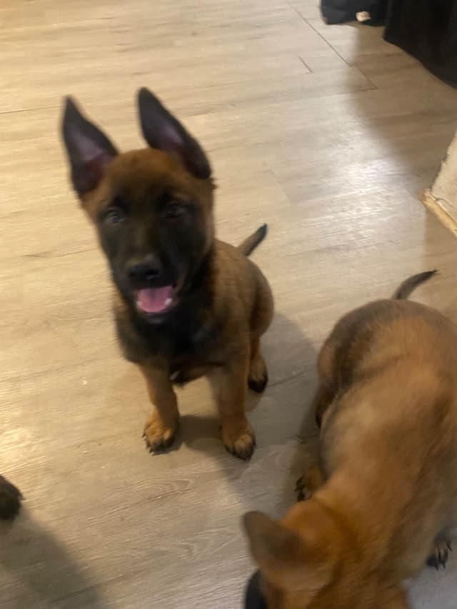 Elite Belgian Malinois Puppies media 22