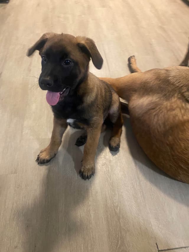 Elite Belgian Malinois Puppies media 24