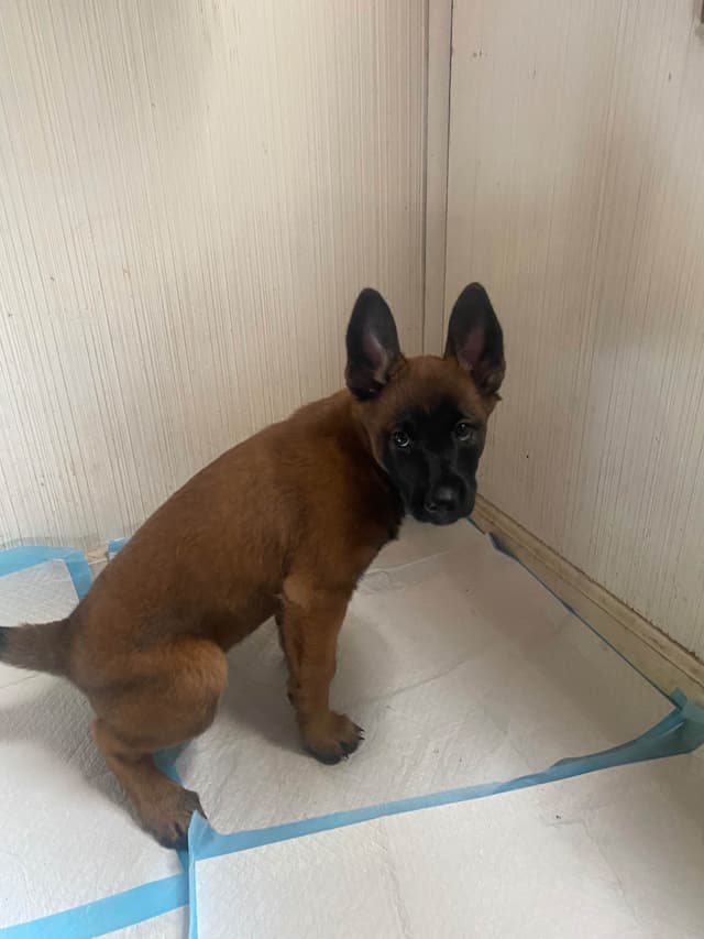 Elite Belgian Malinois Puppies media 13
