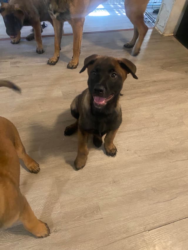 Elite Belgian Malinois Puppies media 23