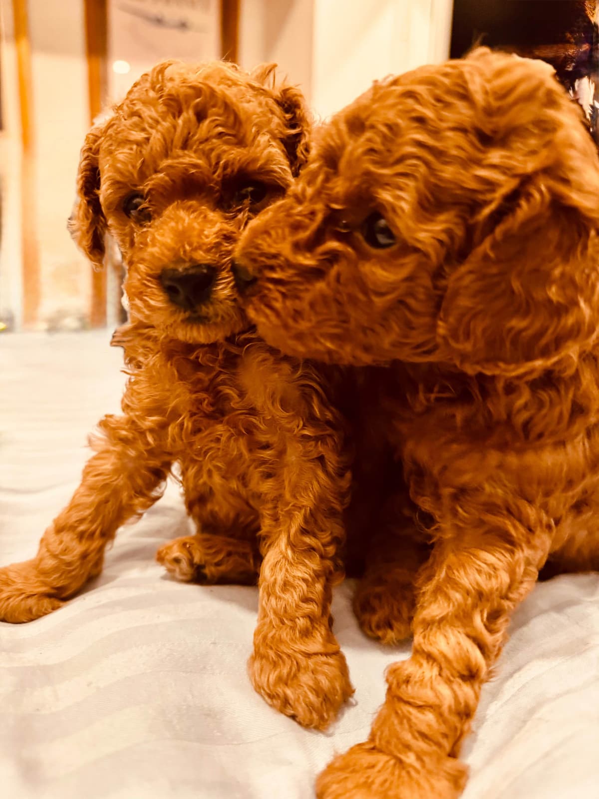 TINY RED TOY POODLE - FEMALE breeder image 3