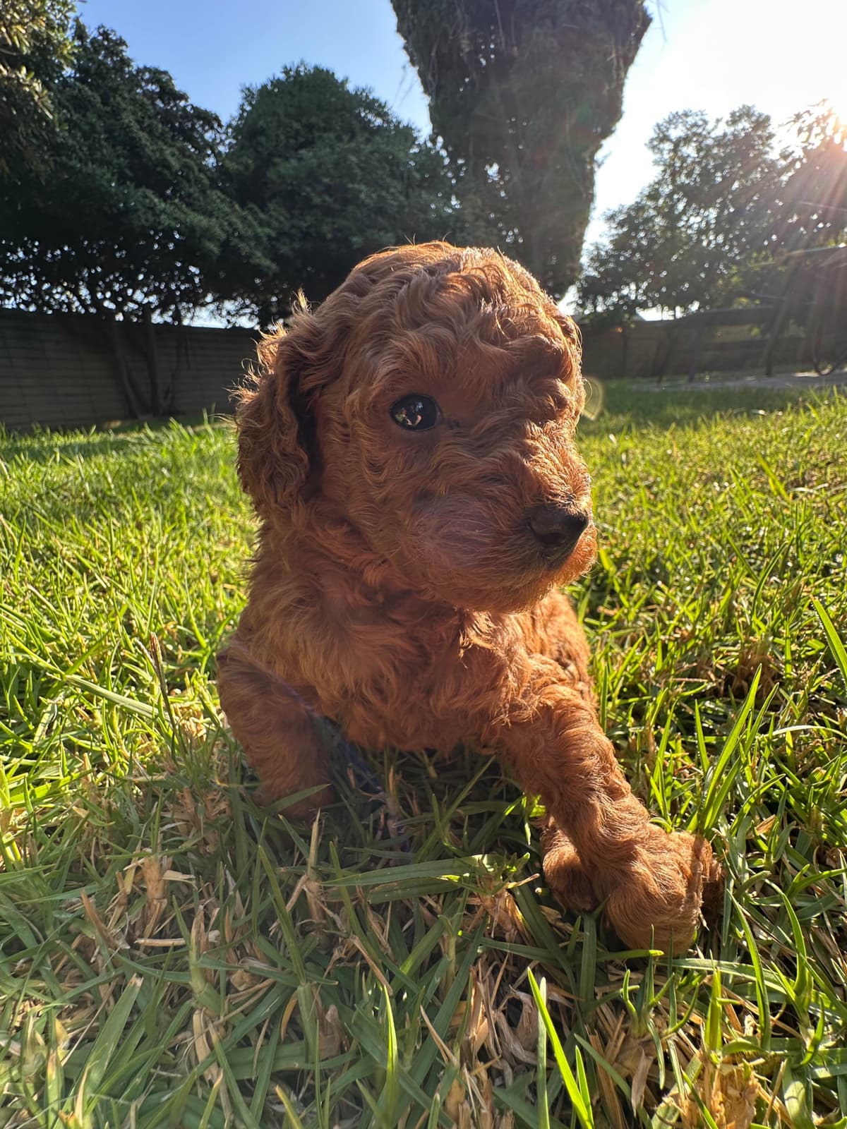TINY RED TOY POODLE - FEMALE breeder image 4