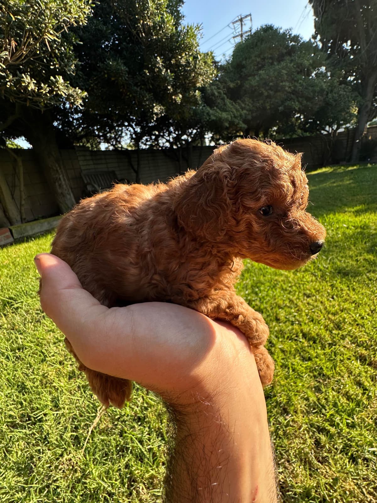 TINY RED TOY POODLE - FEMALE breeder image 5