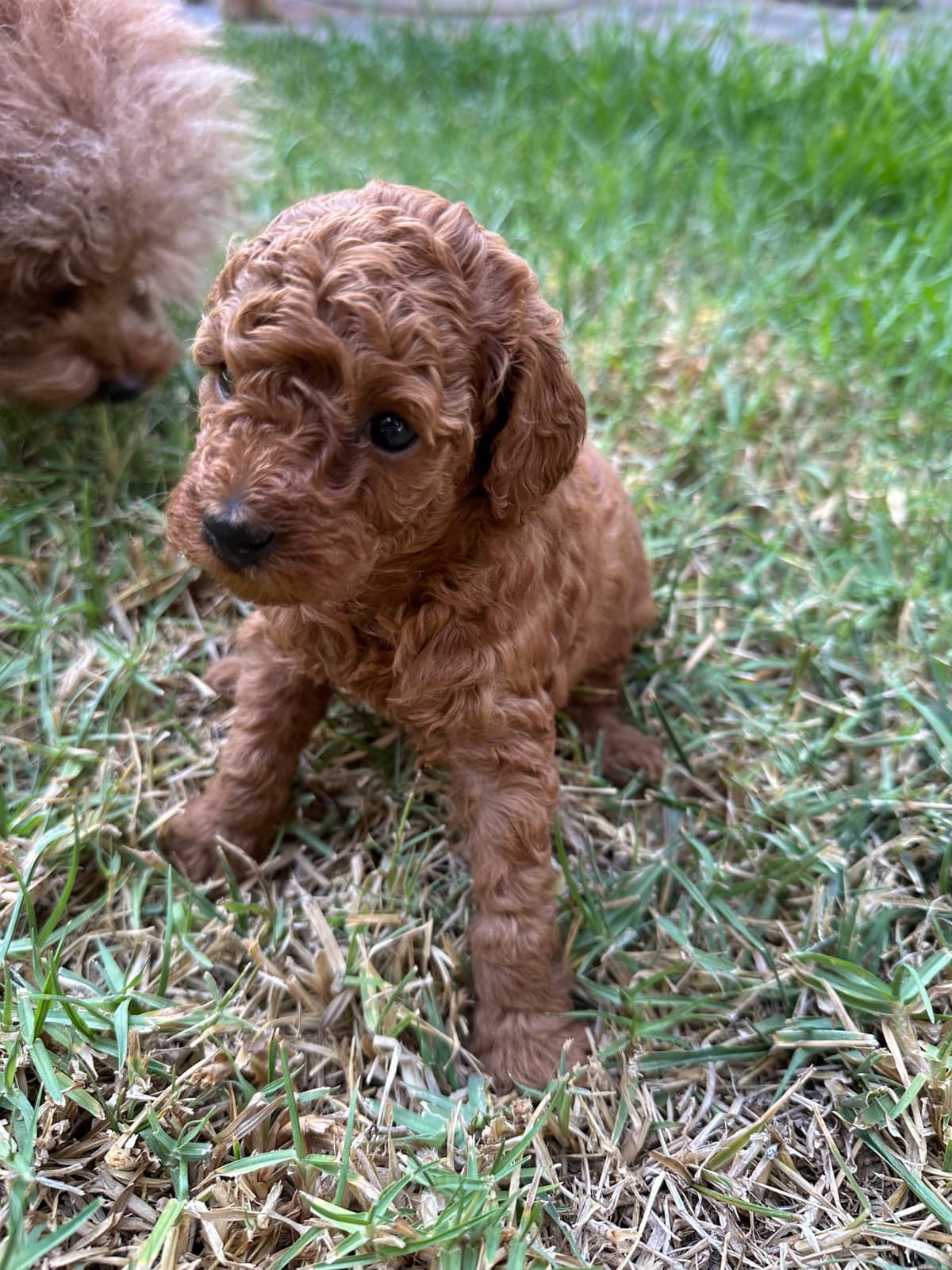 TINY RED TOY POODLE - FEMALE breeder image 6