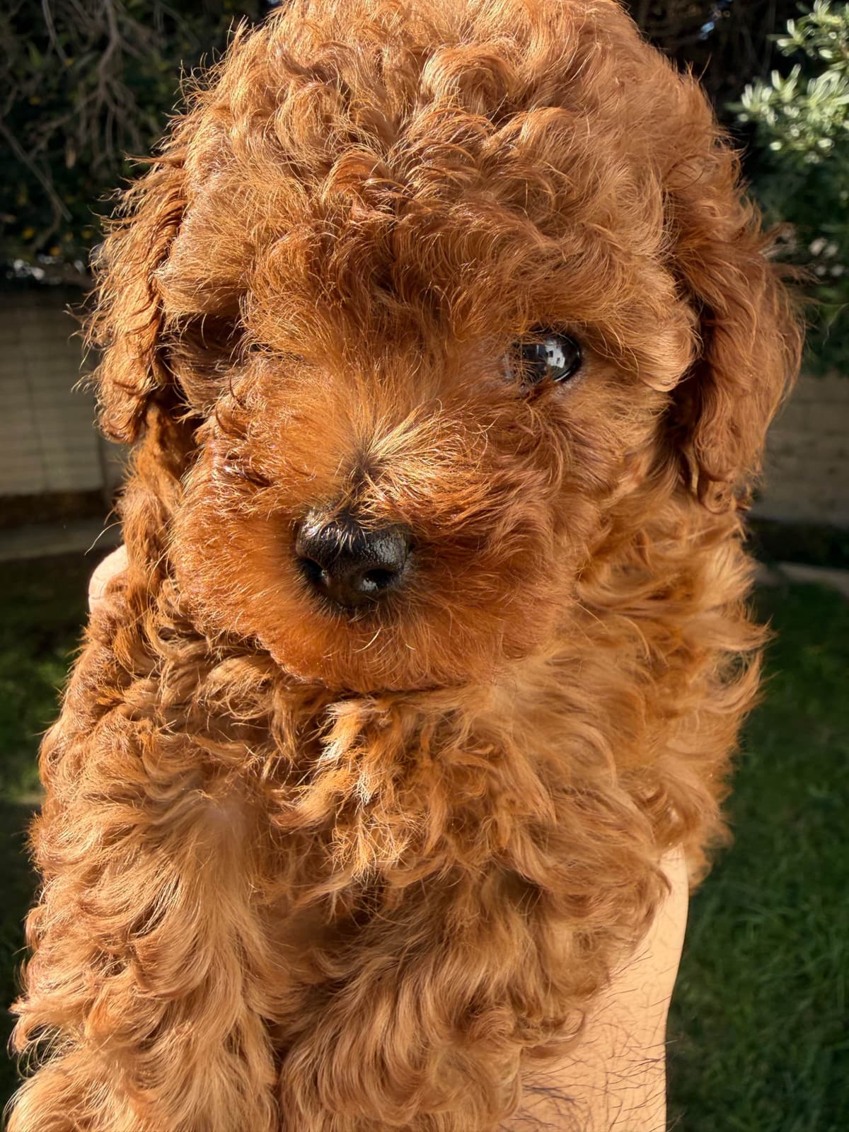 TINY RED TOY POODLE - FEMALE breeder image 7