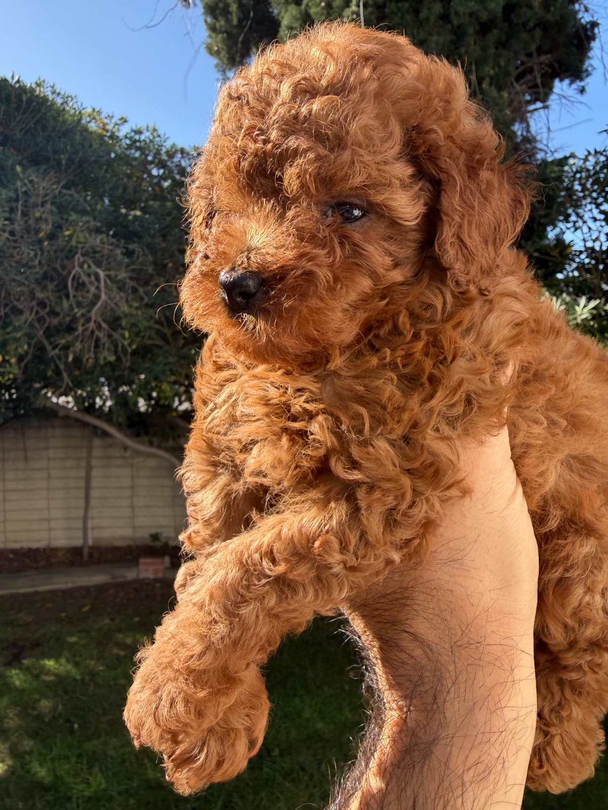 TINY RED TOY POODLE - FEMALE breeder image 8