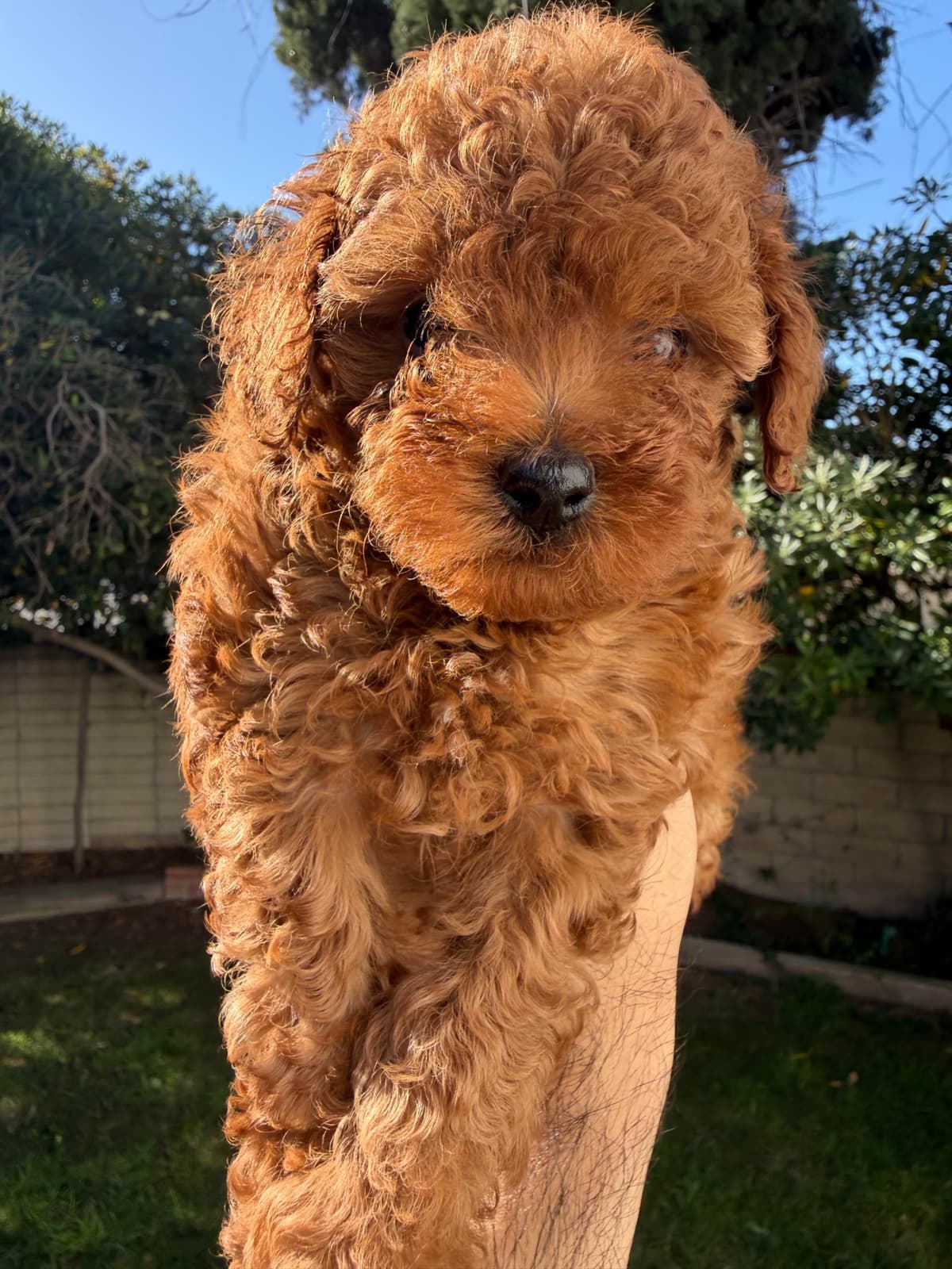 TINY RED TOY POODLE - FEMALE breeder image 9