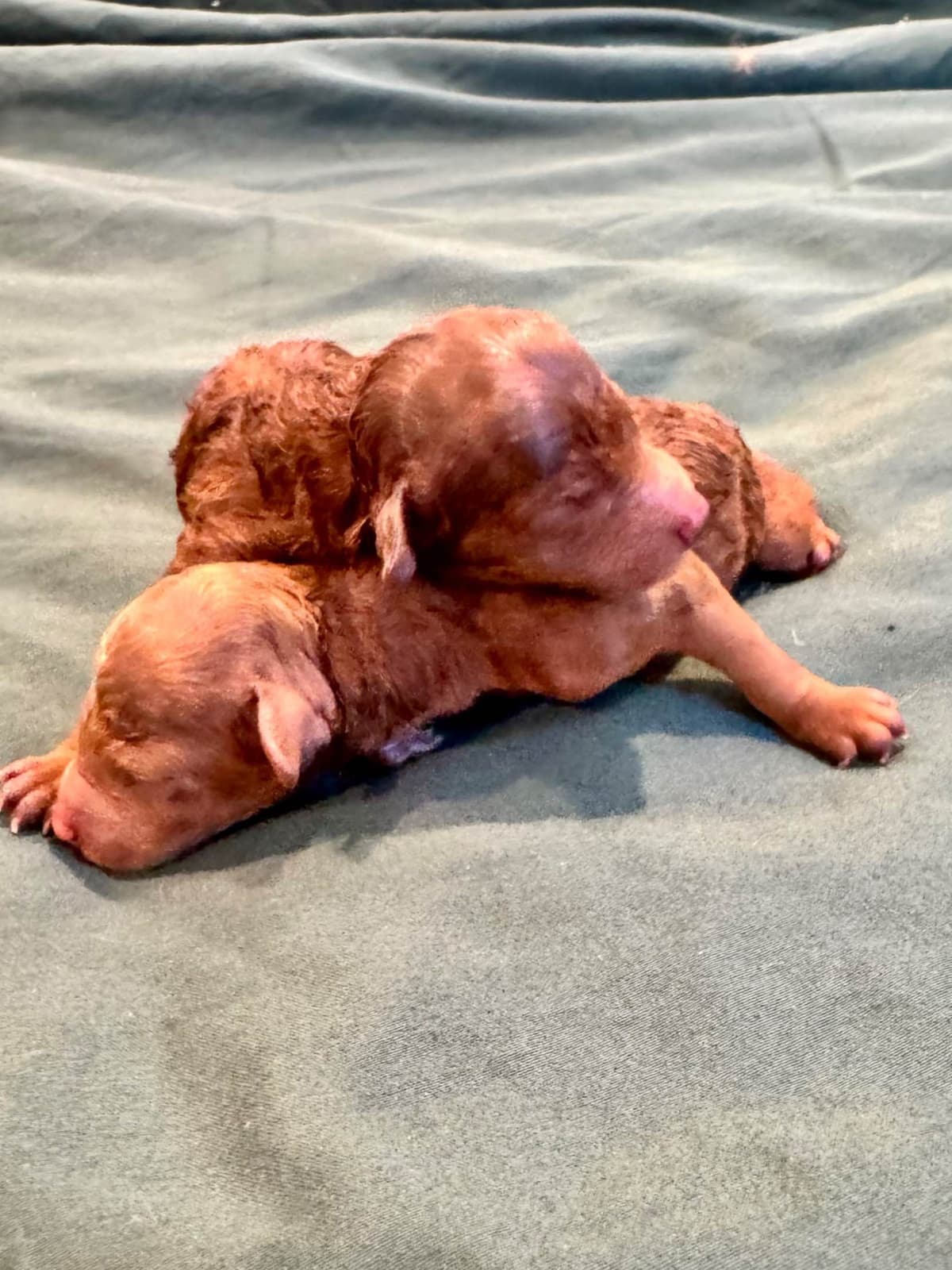 TINY RED TOY POODLE - FEMALE breeder image 10