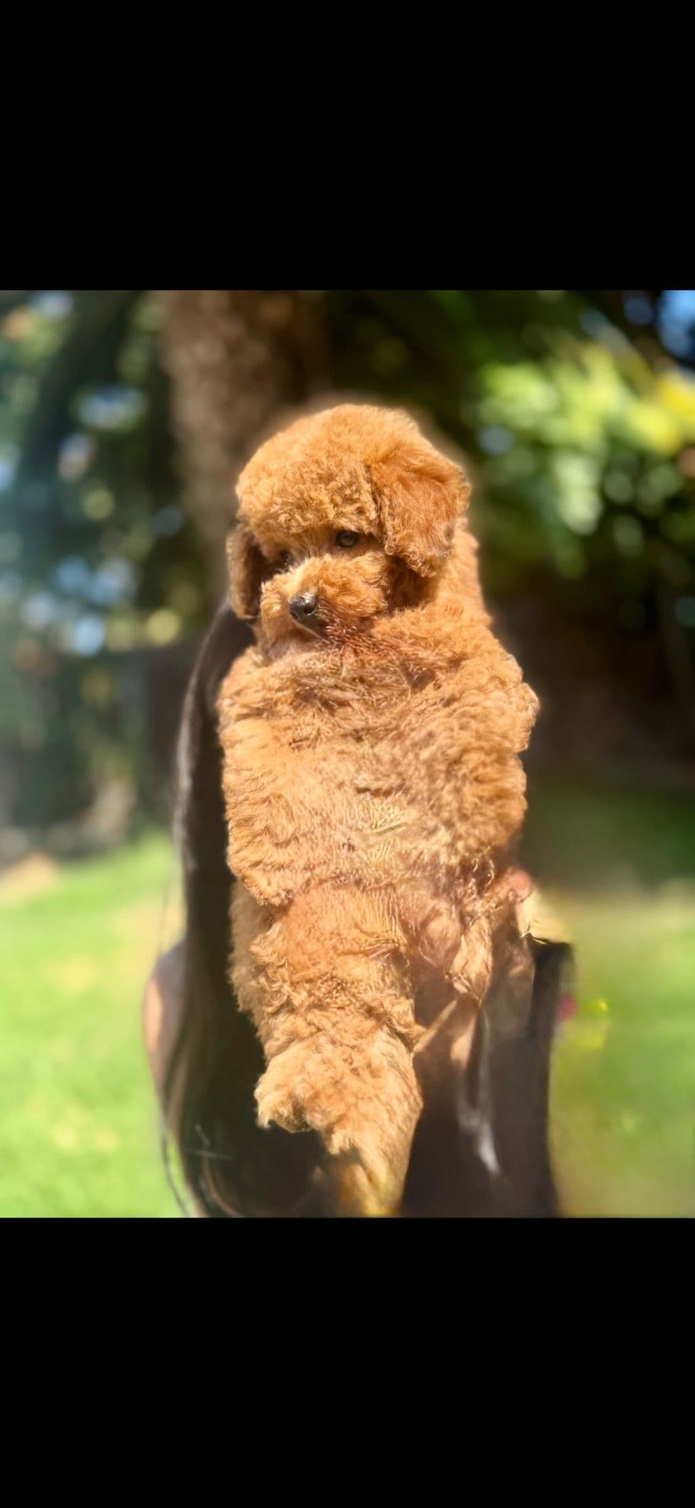 TINY RED TOY POODLE - FEMALE breeder image 11