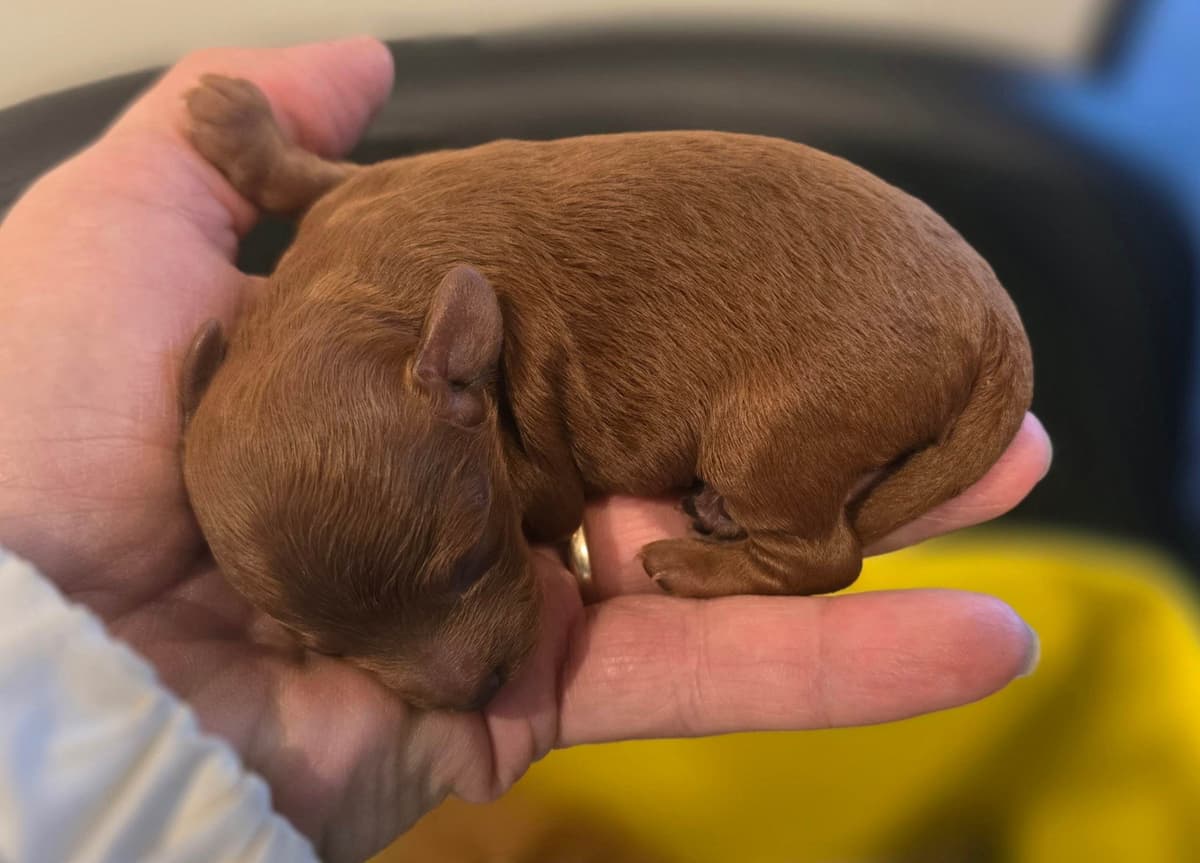 TINY RED TOY POODLE - FEMALE breeder image 12