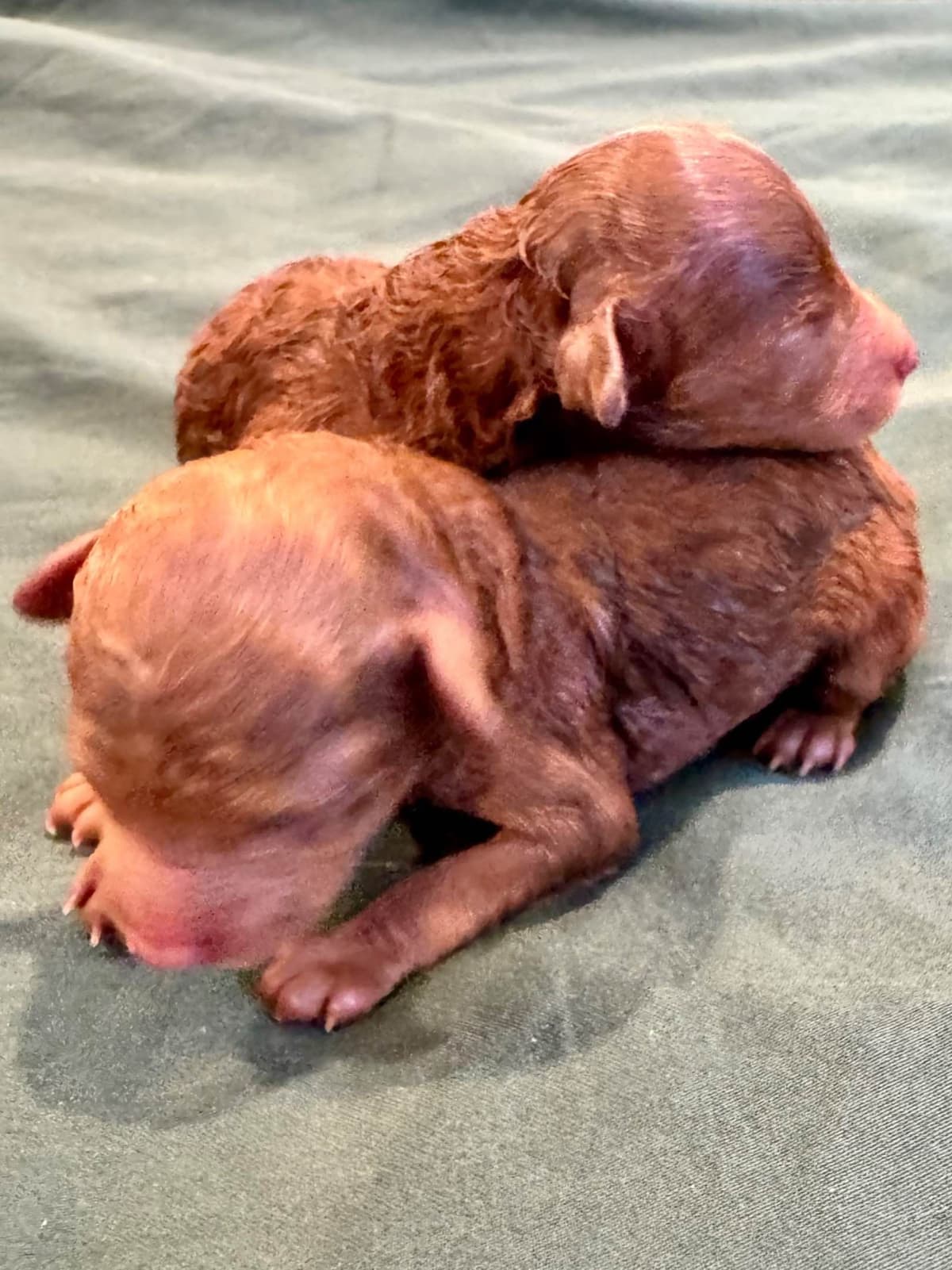 TINY RED TOY POODLE - FEMALE breeder image 13