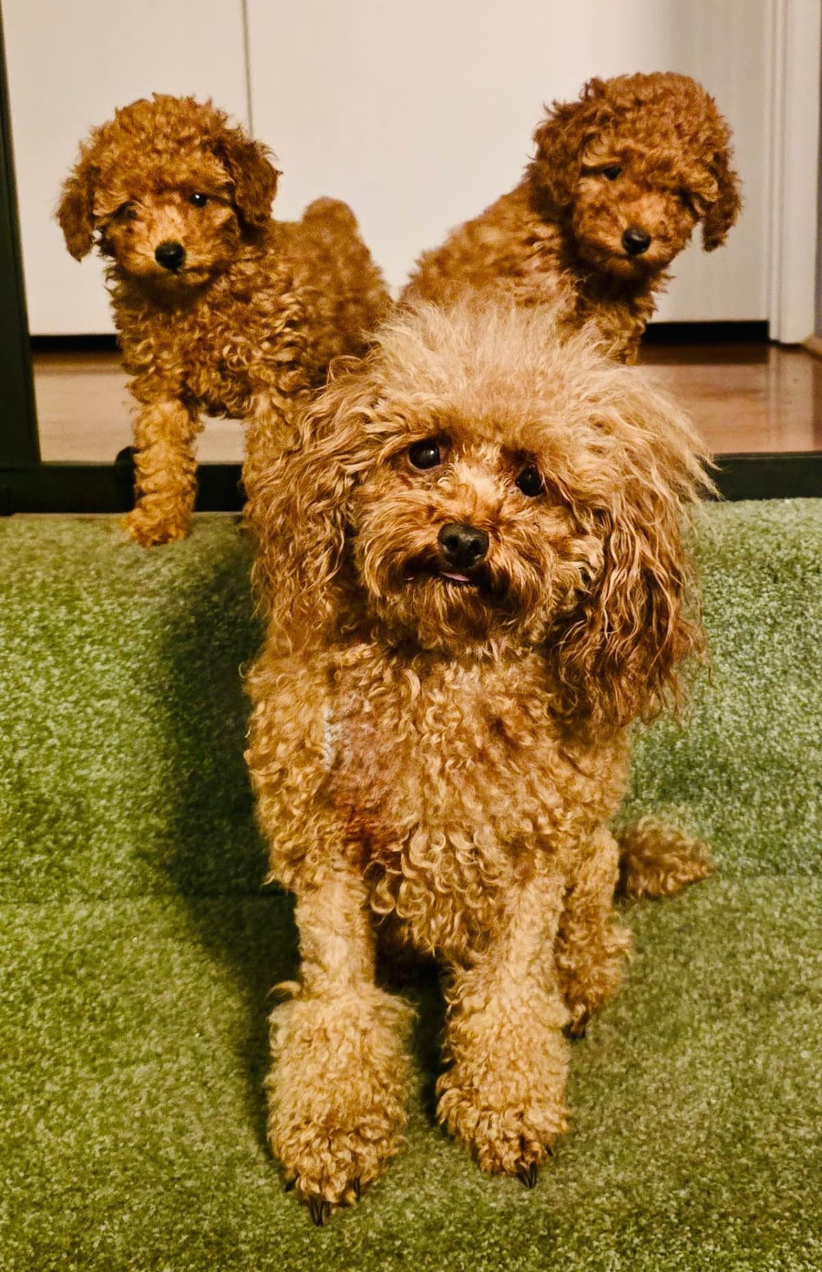 TINY RED TOY POODLE - FEMALE breeder image 14