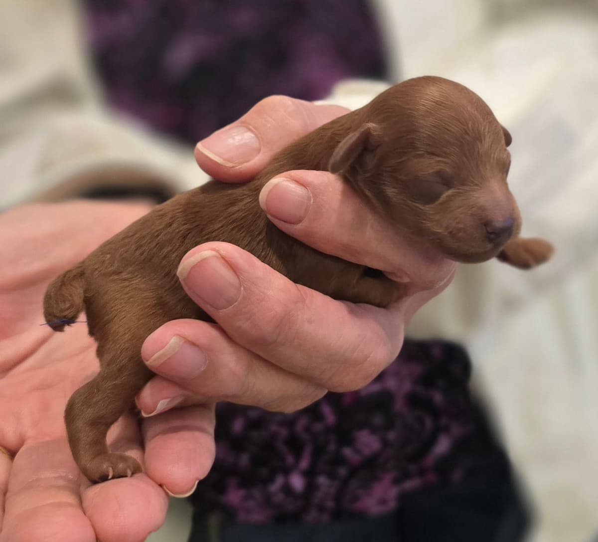 TINY RED TOY POODLE - FEMALE breeder image 16