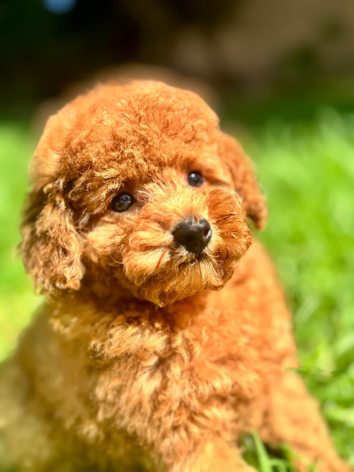 TINY RED TOY POODLE - FEMALE breeder image 17