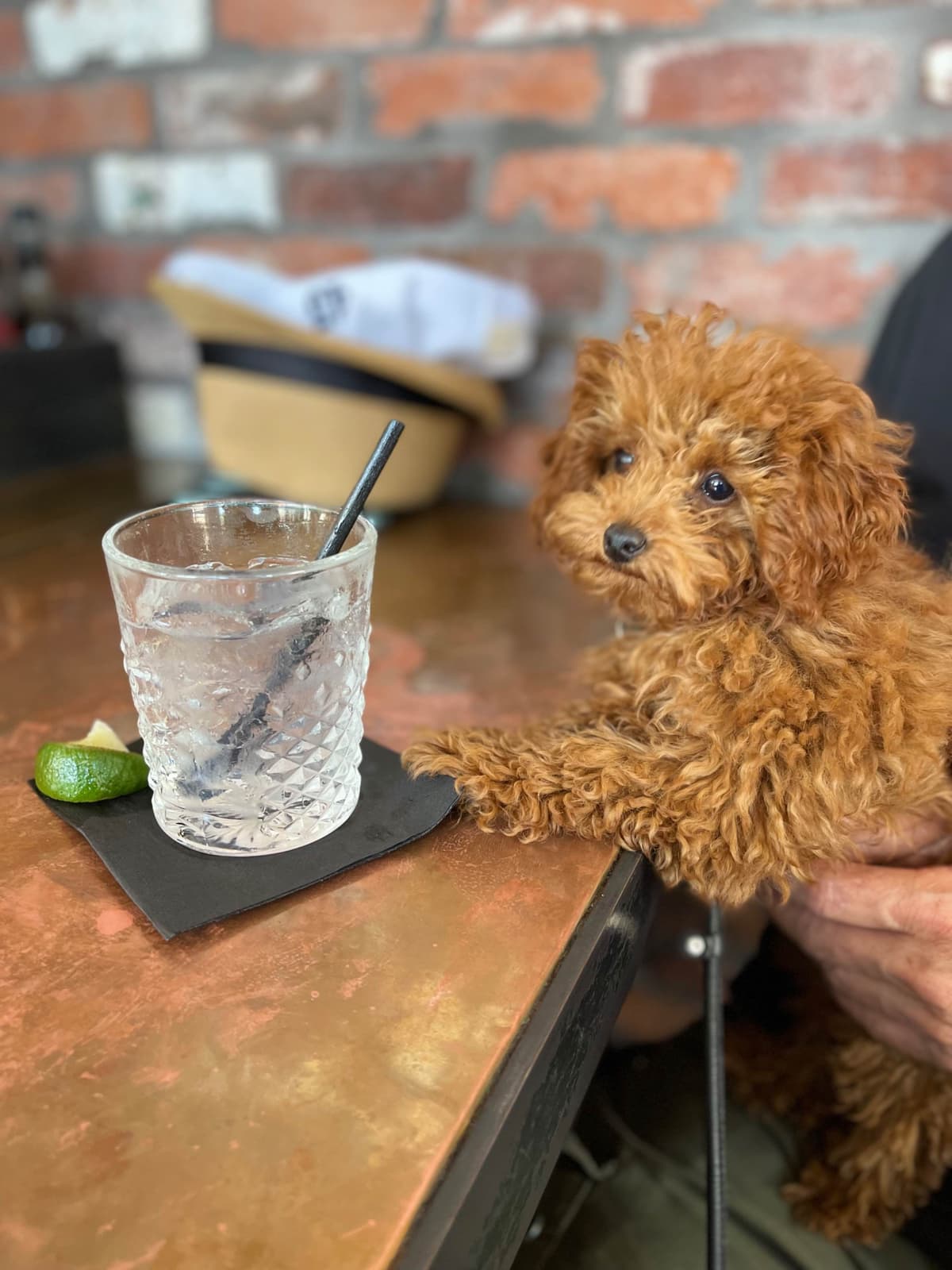 TINY RED TOY POODLE - FEMALE breeder image 18