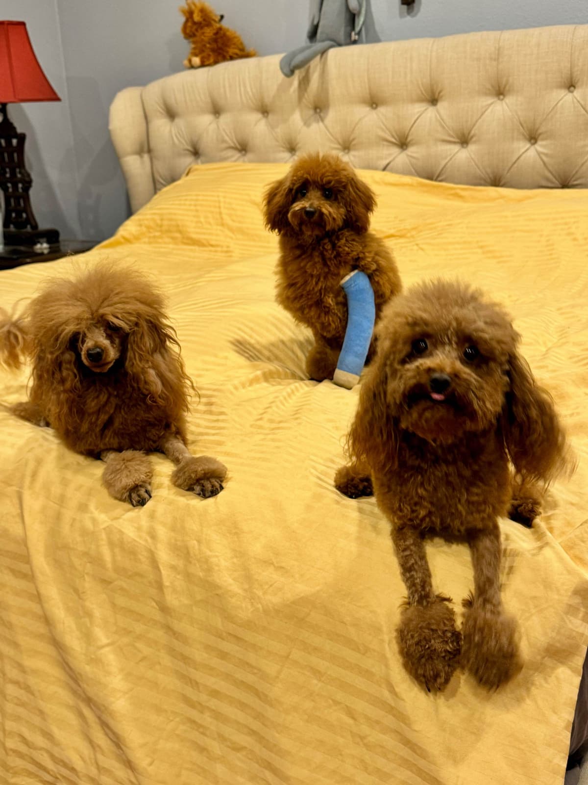 TINY RED TOY POODLE - FEMALE breeder image 19