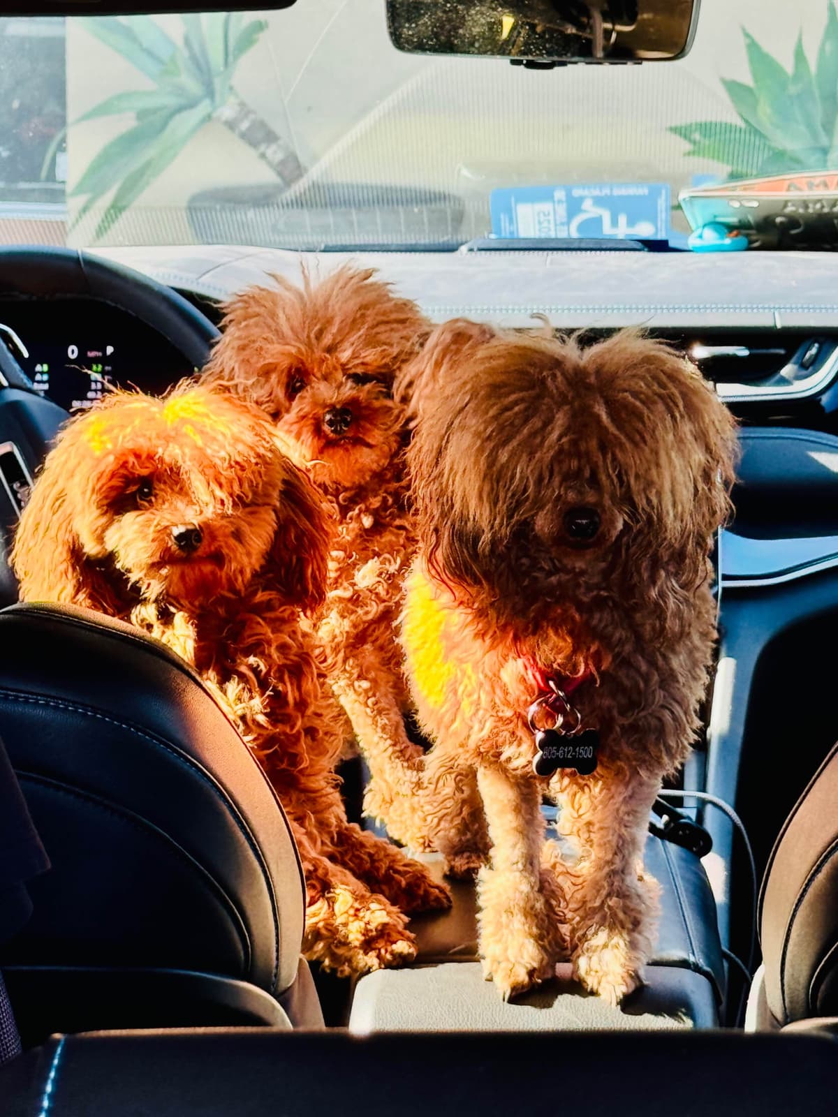 TINY RED TOY POODLE - FEMALE breeder image 20