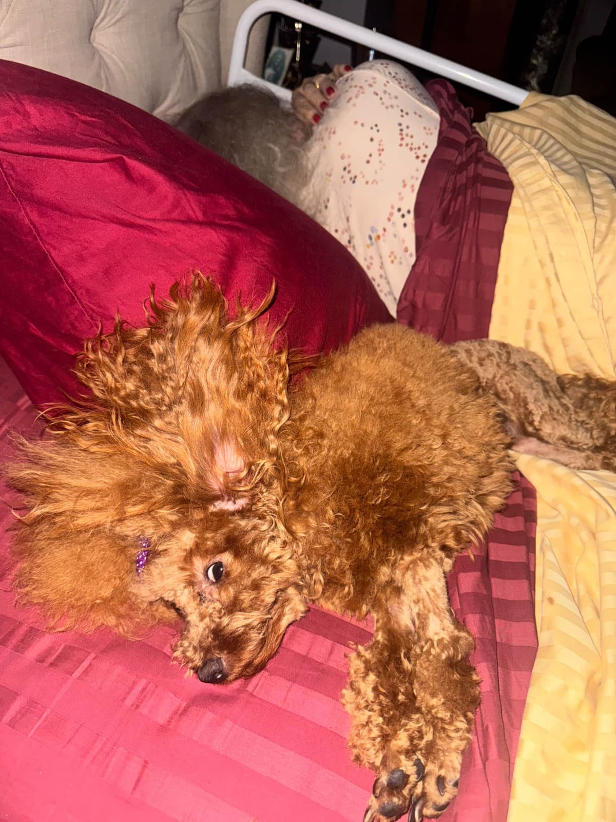 TINY RED TOY POODLE - FEMALE breeder image 21