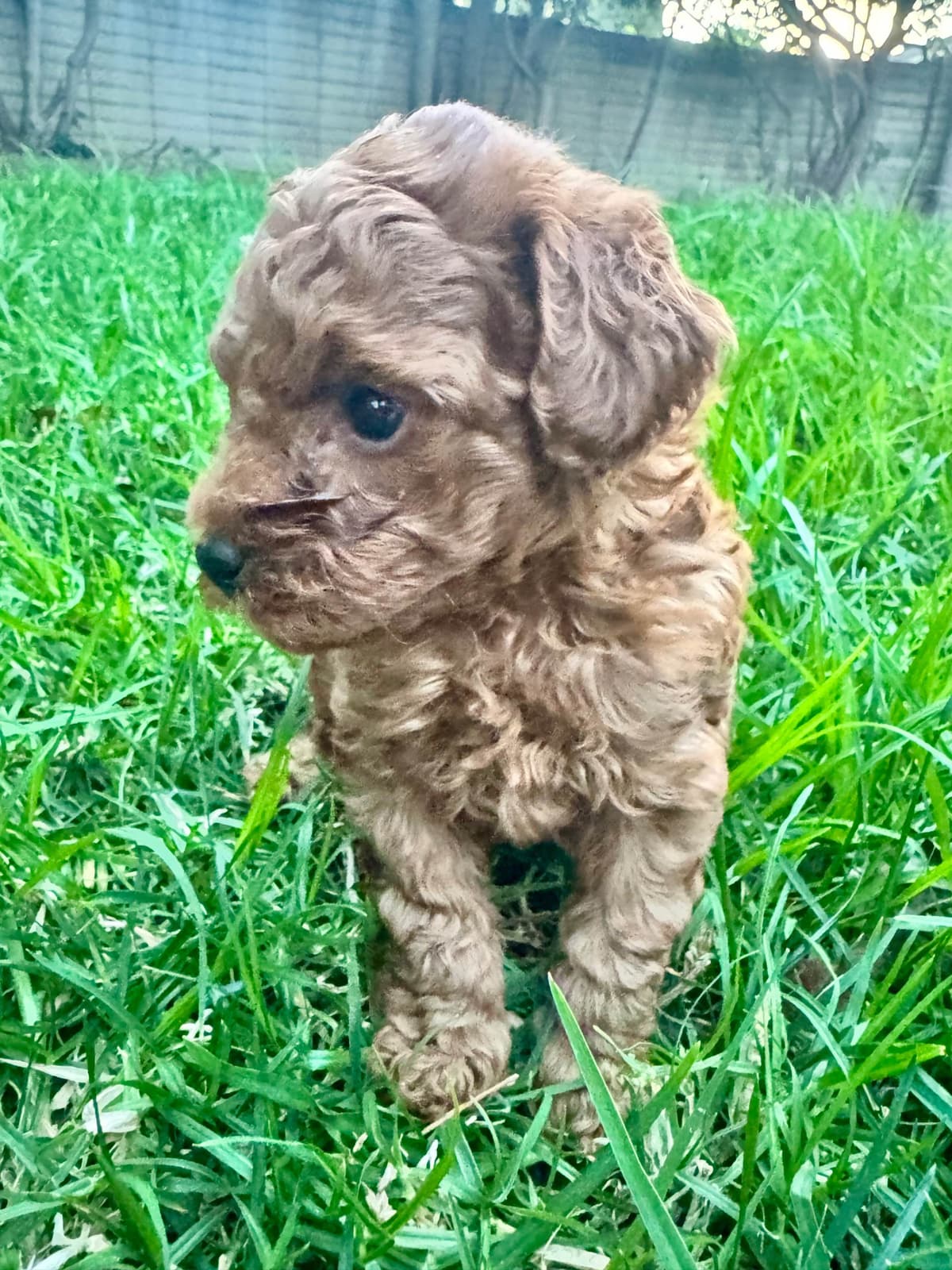TINY RED TOY POODLE - FEMALE breeder image 22