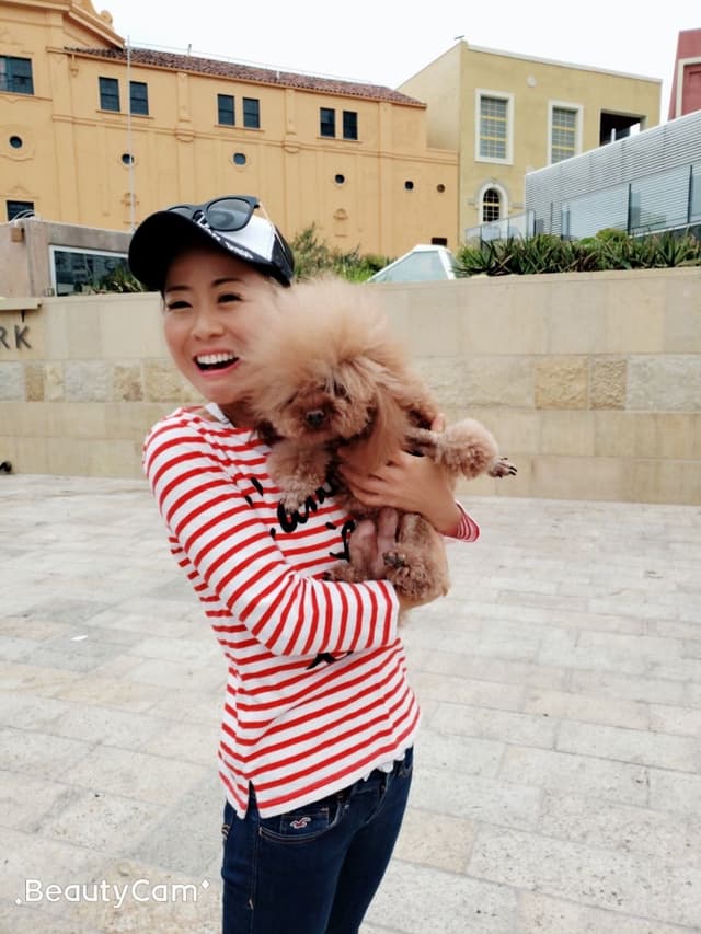 TINY RED TOY POODLE - FEMALE media 2