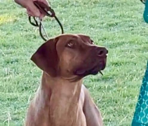 Rhodesian Ridgeback Puppy breeder image 6