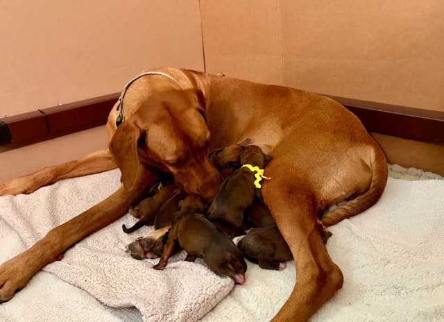 Rhodesian Ridgeback Puppy media 2