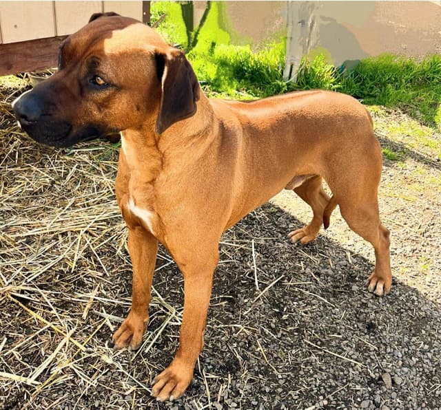 Rhodesian Ridgeback Puppy media 4