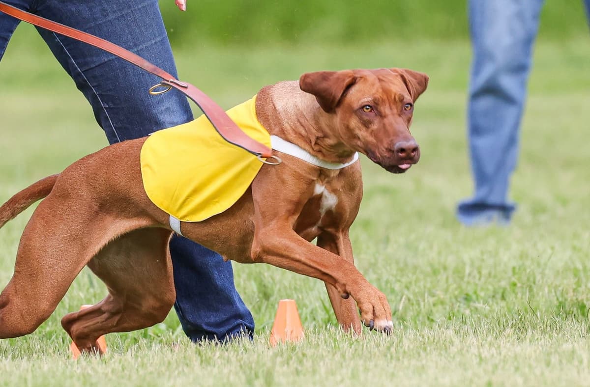 Rhodesian Ridgeback Puppy breeder image 5