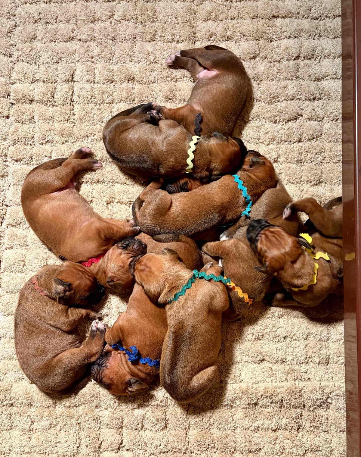 Rhodesian Ridgeback Puppy breeder image 8