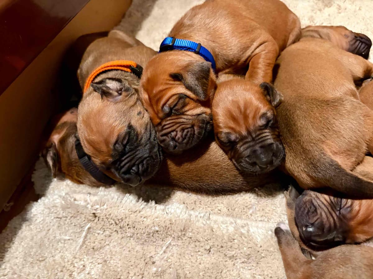 Rhodesian Ridgeback Puppy breeder image 1