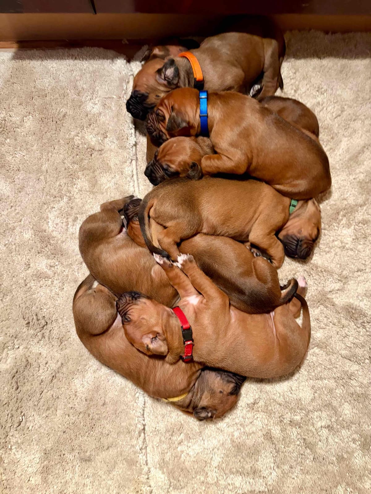 Rhodesian Ridgeback Puppy breeder image 2