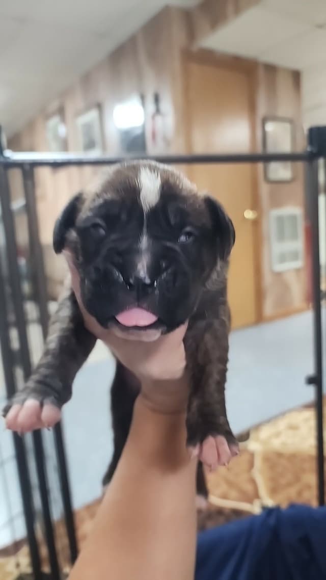 Boxer Puppies media 2