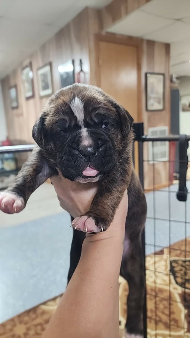 Boxer Puppies media 3