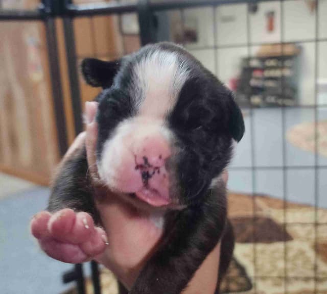 Boxer Puppies media 4