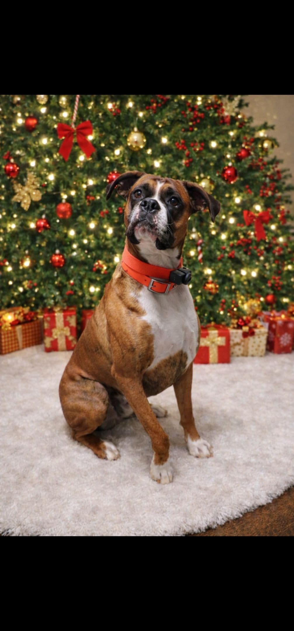 Boxer Puppies breeder image 4