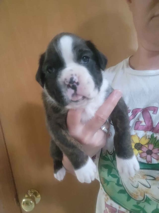 Boxer Puppies media 5