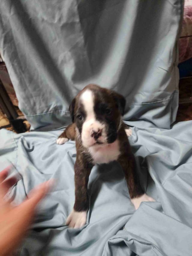 Boxer Puppies media 6